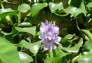 Guadeloupe Août 2015-02744   